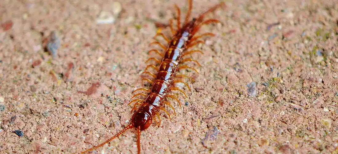 Arizona Centipede