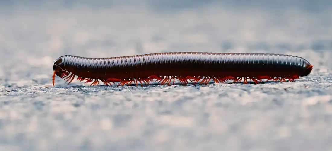 Arizona Millipede