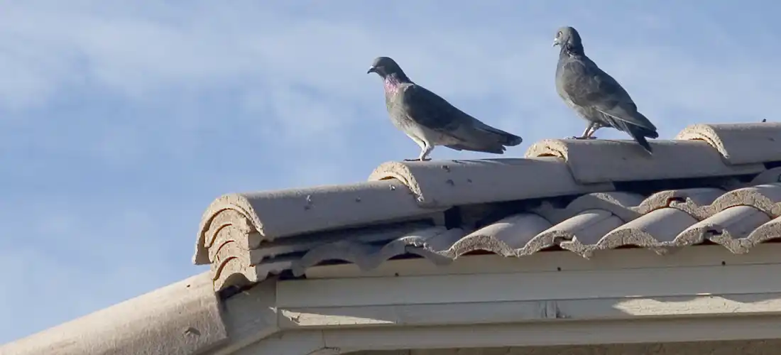 Bird Problems in Arizona