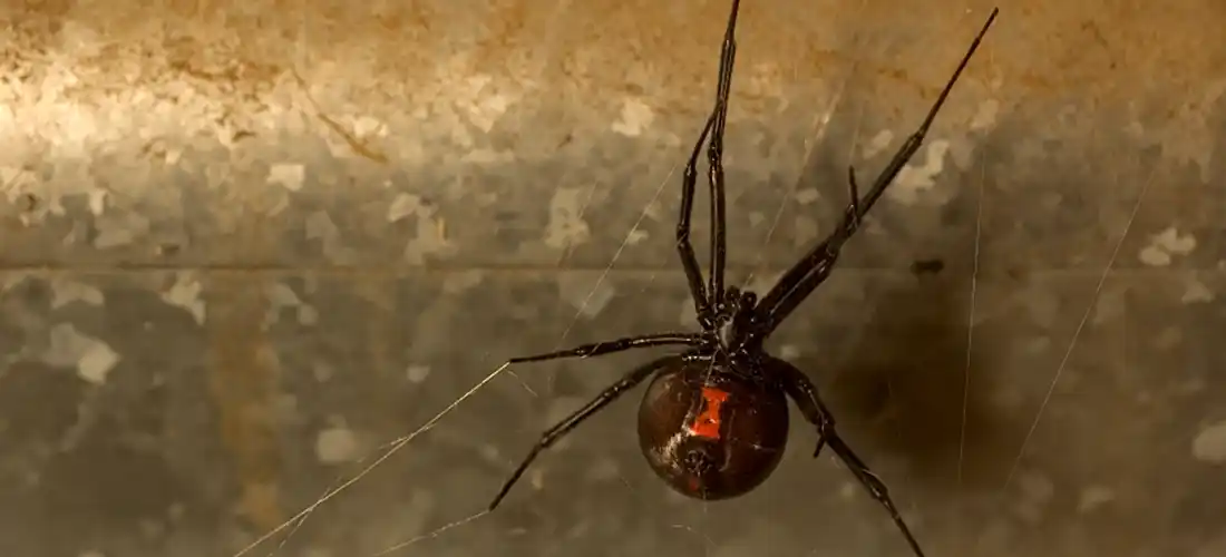 Black Widow Spider