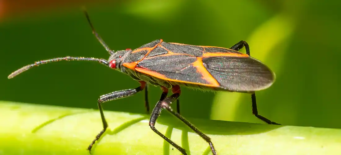 Boxelder Bug