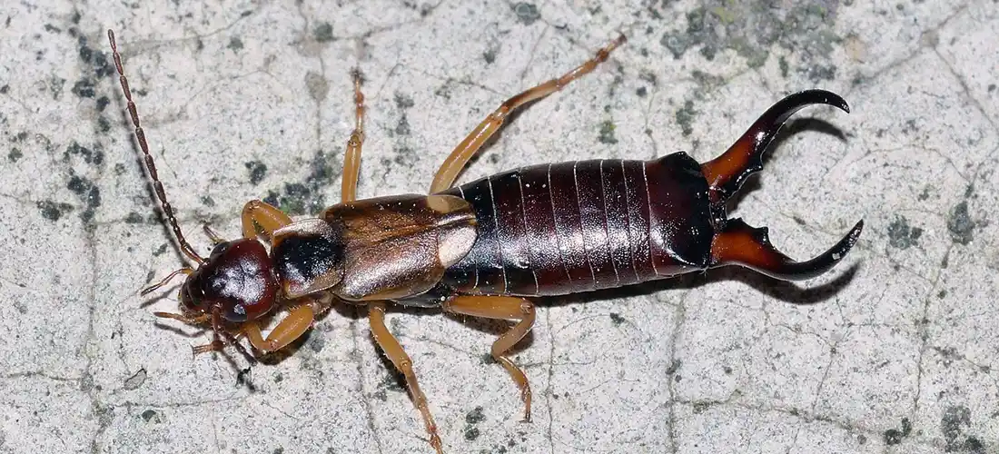 Earwig Control