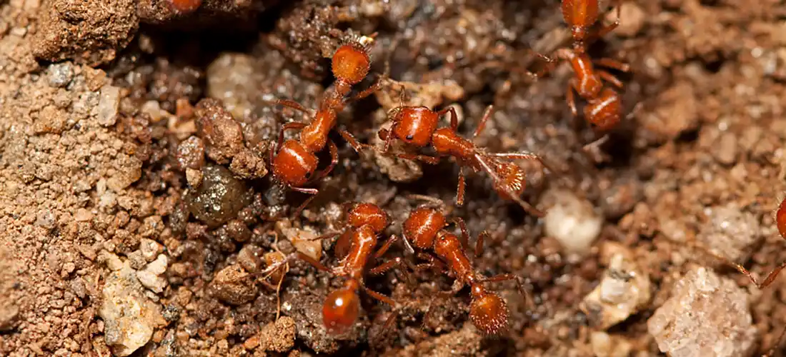 Fire Ants