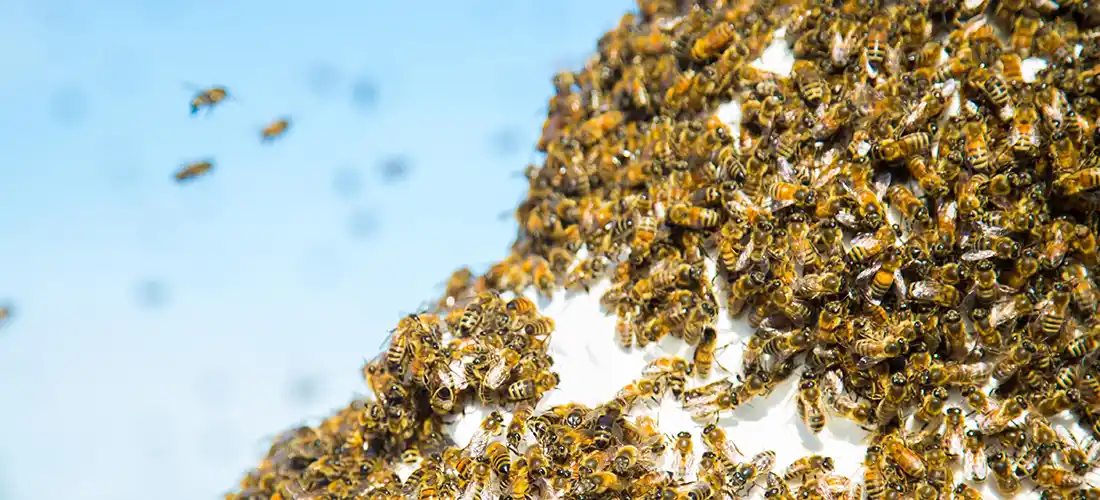 Honey Bee Swarm