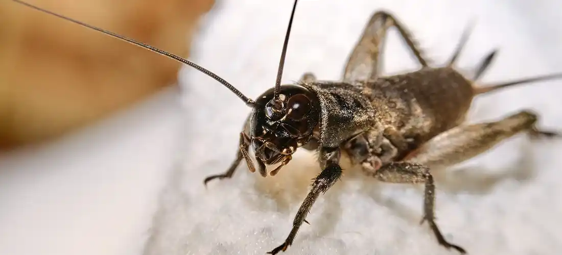 House Cricket