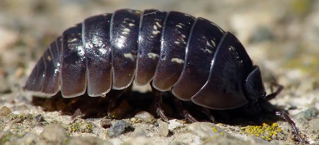 Pill Bug