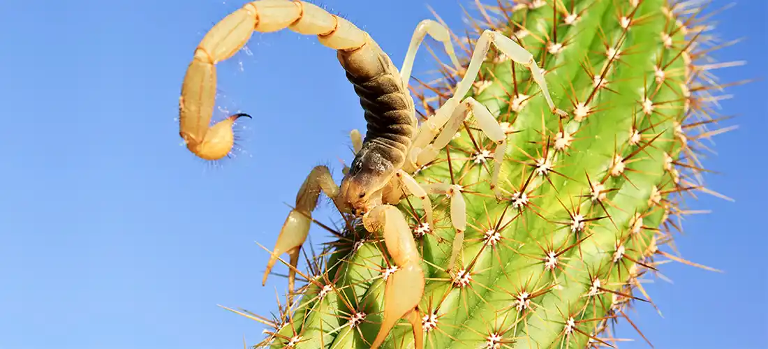 Scorpion on Cactus