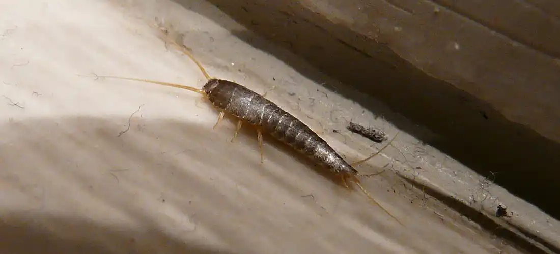 Silverfish Infestation