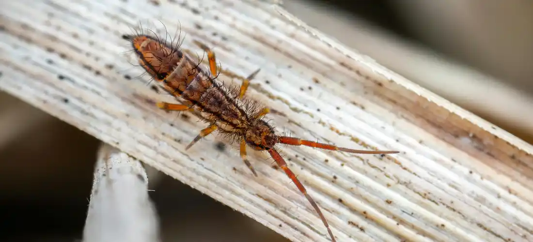 Springtails