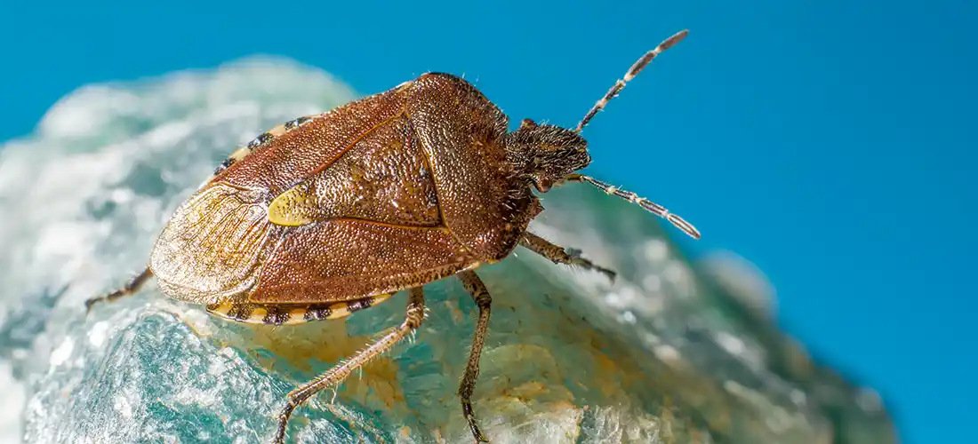 Stink Bug